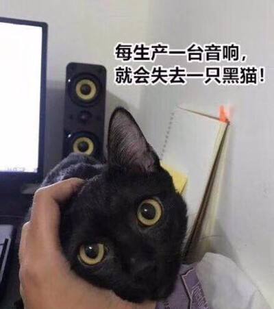 爱护猫猫，从我做起