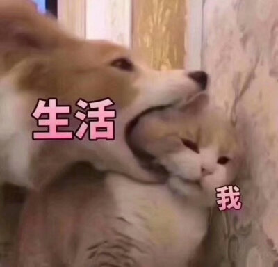 猫相关