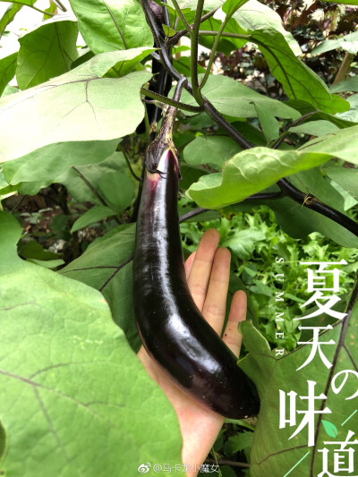 小菜园丰收啦