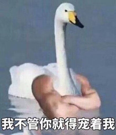 搞笑表情包鹅