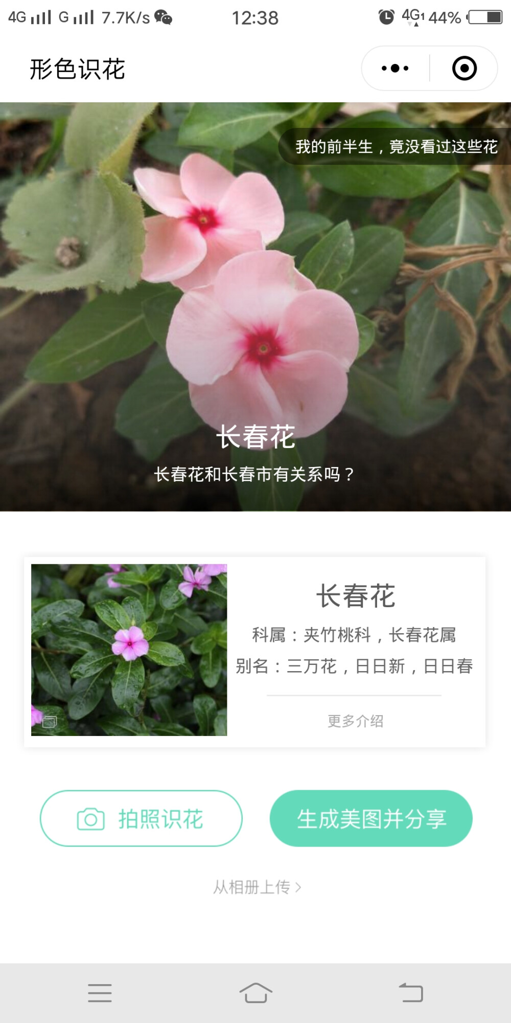 长春花