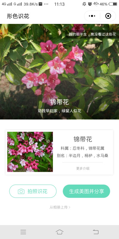 锦带花(漪汾公园)