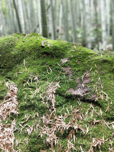 茶山竹海