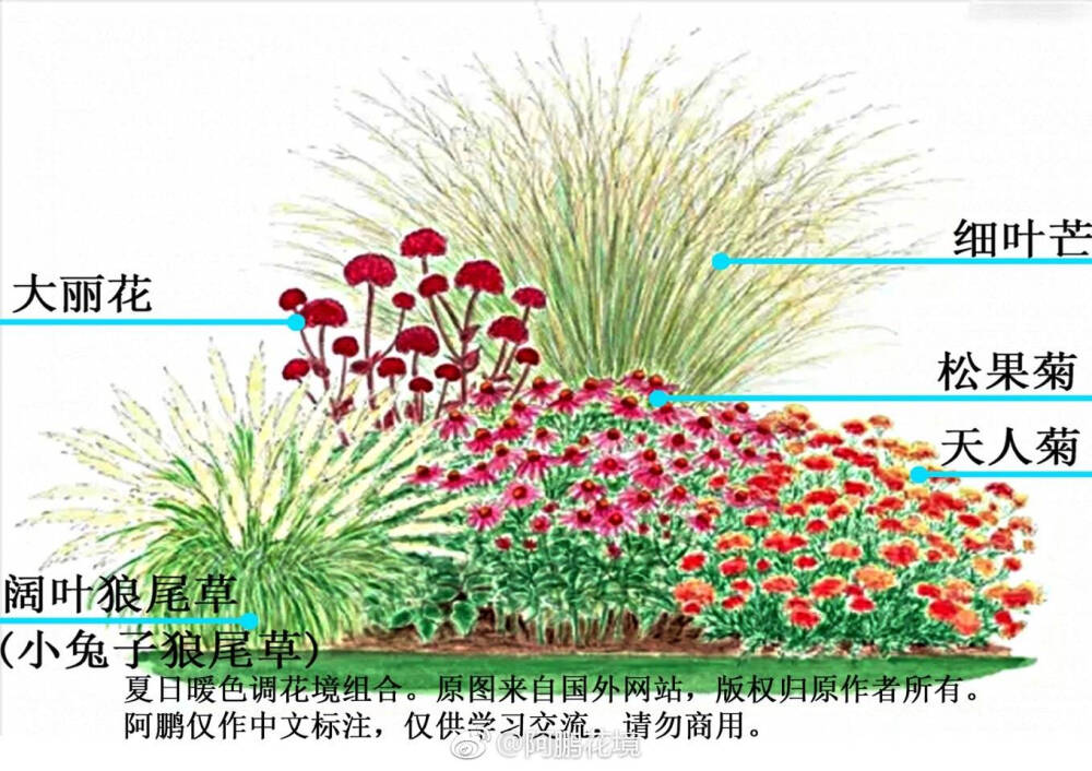 夏日暖色调花境搭配