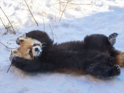 这天儿太热啦，看看雪地里的小熊猫凉快一下吧