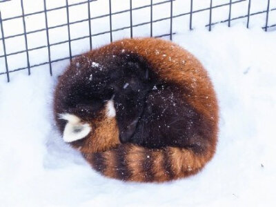 这天儿太热啦，看看雪地里的小熊猫凉快一下吧