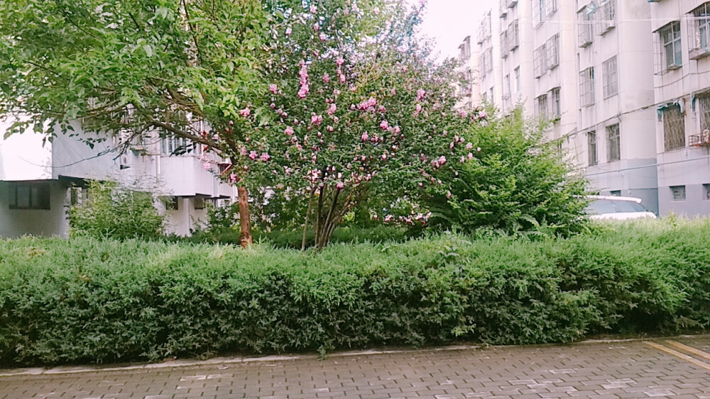 六月的夏天，多出来的一块儿暑假，是这样的。天边绯红色的晚霞，晚上银白色的火树银花，黑白巧克力冰激凌，不夜城的炒酸奶，没有写答案的答案茶，白色蓝色粉色黑色的小裙子，十点多去没有灯荒无人烟的大路上“探险”，将近十一点不回家在湖边看月亮的我们，白天在衔接班听不懂的知识，蛋清一样的晚风吹起裙摆……