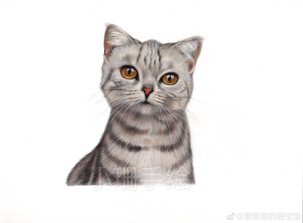 彩铅画猫咪