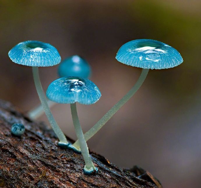 小菇属的Mycena interrupta ，分布在澳大利亚新西兰