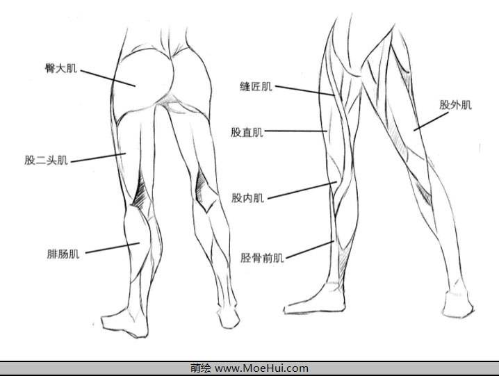 腿部