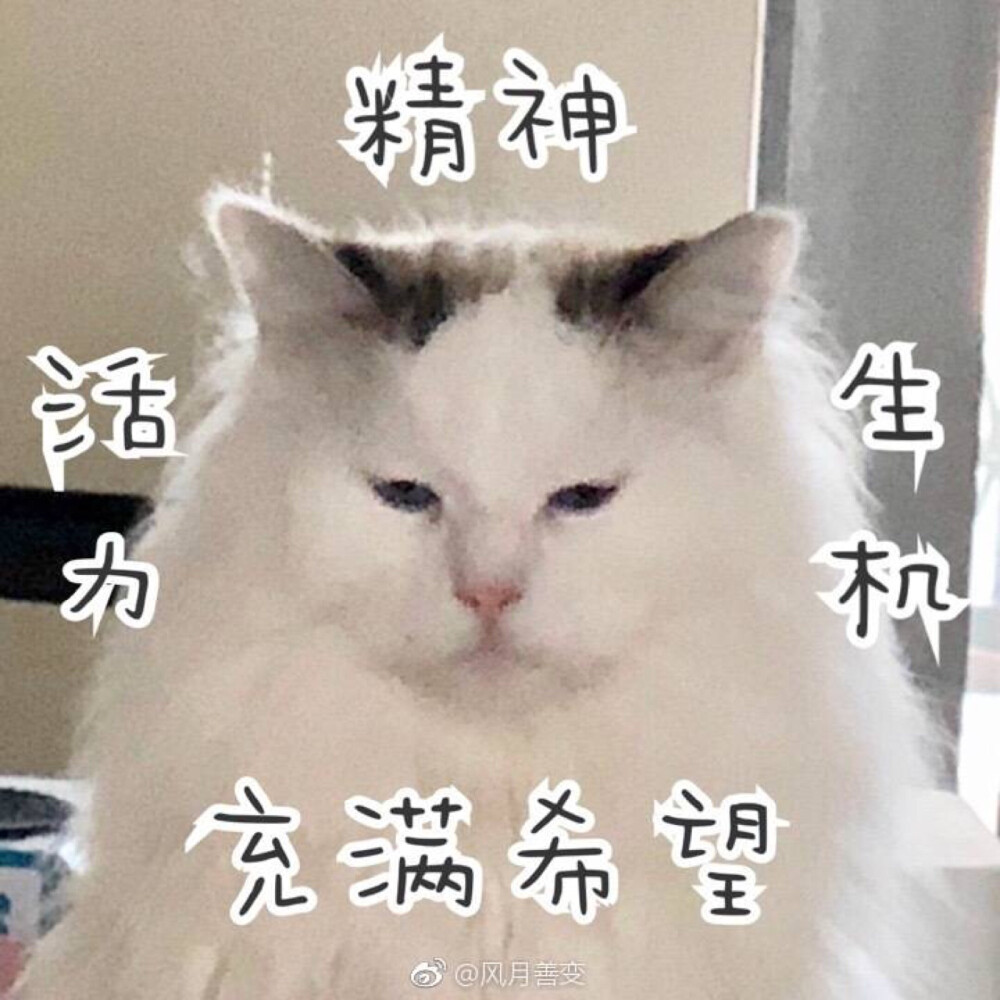 表情包
