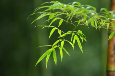 江南烟雨却痴缠