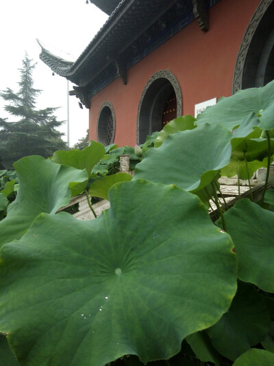 华严寺的荷花节
推荐
MONO的这个软件
还有自己的小照片
生活嘛
