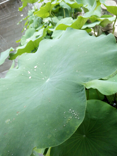 华严寺的荷花节
推荐
MONO的这个软件
还有自己的小照片
生活嘛
