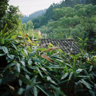 雨后天宇空，夏气和且清。休日一无事，驾言南山行。 ​