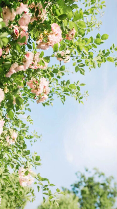 壁纸、清新、夏日、风景。