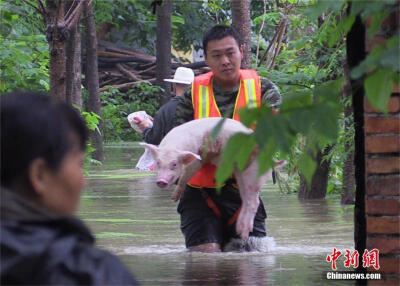 湖北孝感一养猪场被淹 消防抱出80头生猪