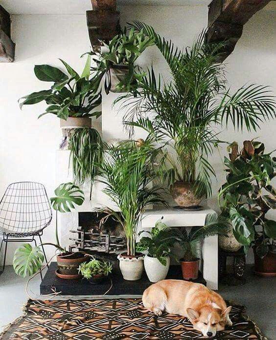 室内 · 绿植 ​