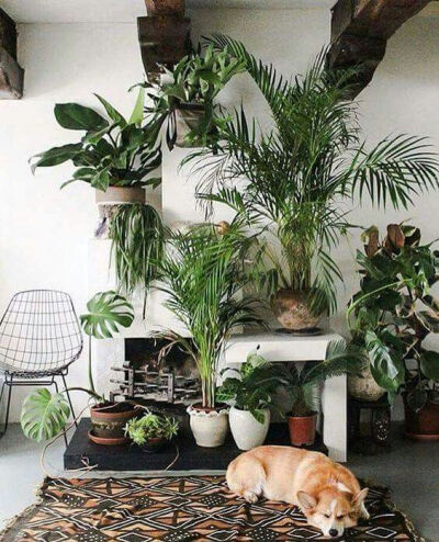 室内 · 绿植 ​