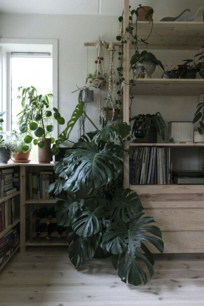 室内 · 绿植 ​