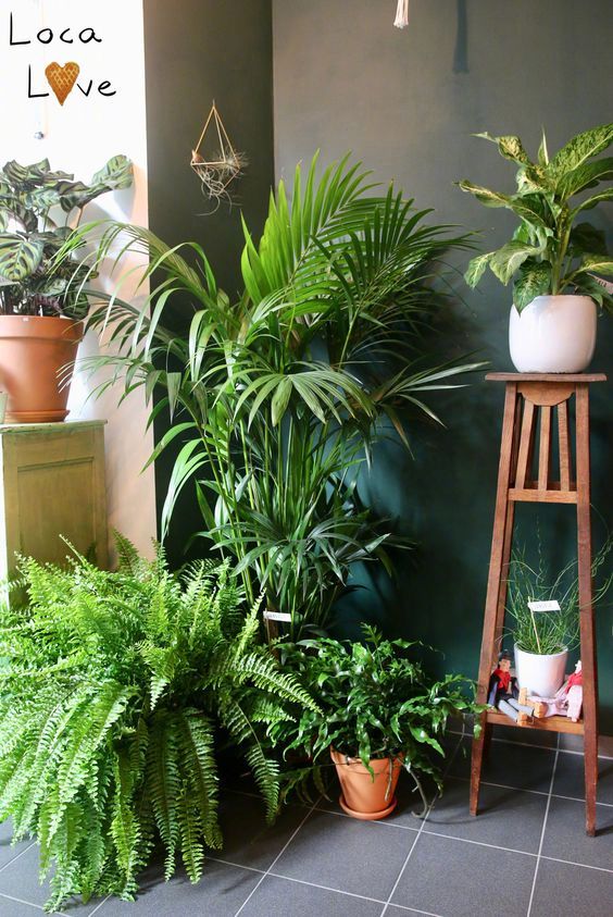 室内 · 绿植 ​