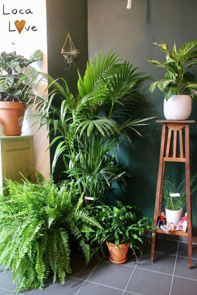 室内 · 绿植 ​