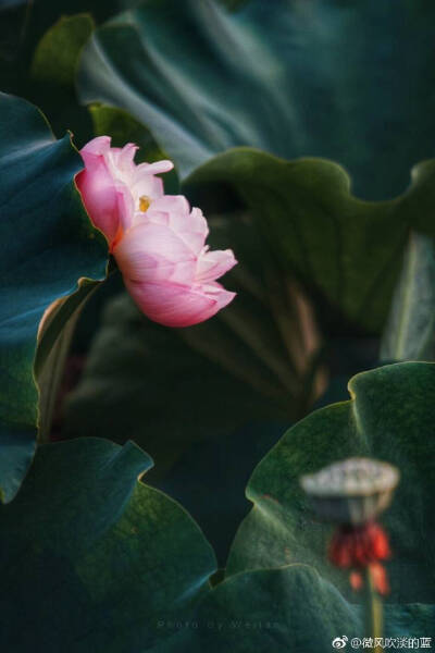 @微风吹淡的蓝：今年莫愁湖大修闭园，莲花湖、艺莲苑又太远。傍晚时分，就近信步月牙湖公园，盈盈水面朵朵荷花半开半合，分外娇羞。 ​