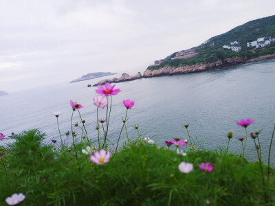 花鸟岛