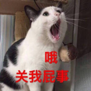 表情包 猫