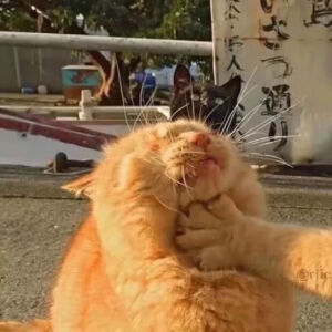 搞怪，，，情头