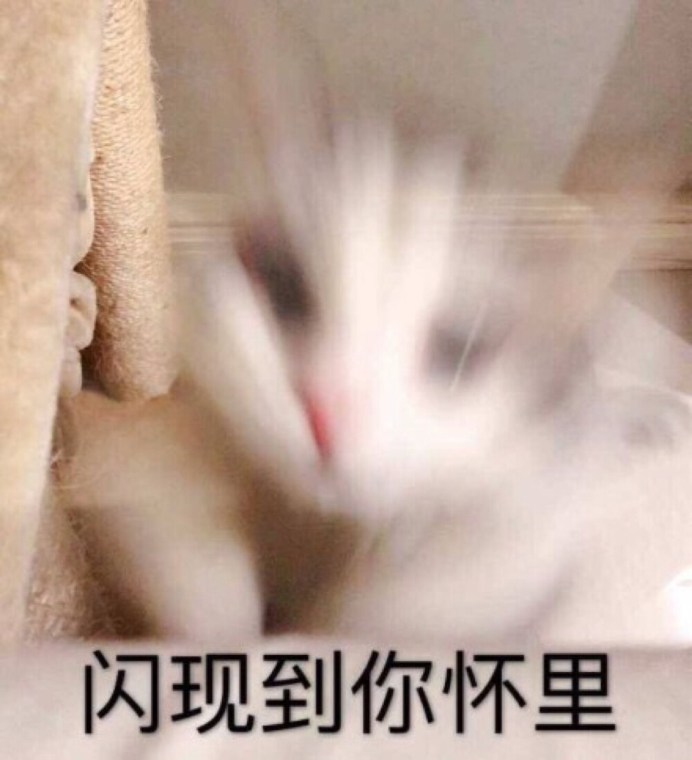 猫咪表情包