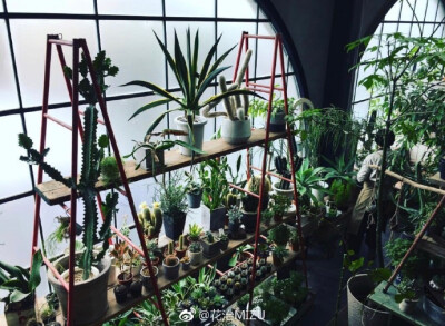 位于京都的cotoha植物屋，一迈进店门宛若进入了植物的仙境，地址:中京区西ノ京職司町６７－３８ ​​​ ​​​​