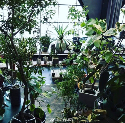 位于京都的cotoha植物屋，一迈进店门宛若进入了植物的仙境，地址:中京区西ノ京職司町６７－３８ ​​​ ​​​​