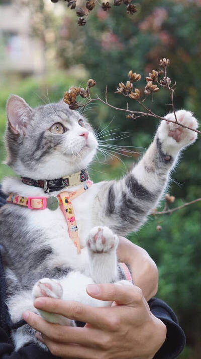 Morning 猫主子：BELL