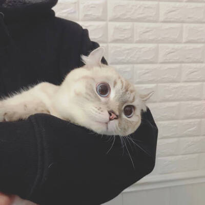 Morning 猫主子：BELL