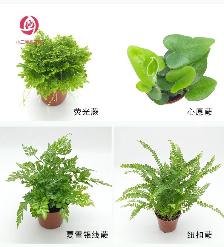 蕨类植物