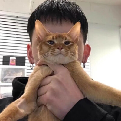 男头 猫