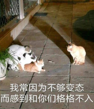 表情包 可爱 喵星人