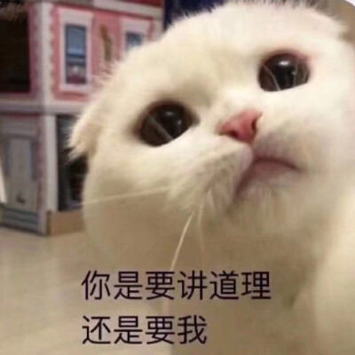 猫咪可爱表情包