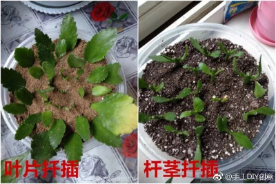 阴雨天快扦插，100％成活！1分不花养10盆！| 养花大全 ​