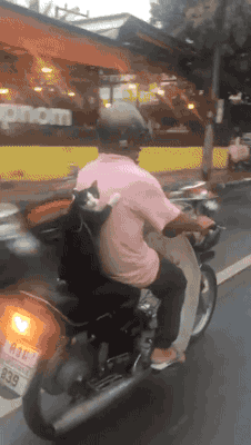 泰国一只跟主人一起坐摩托车兜风的猫咪，哈哈哈简直酷炫！！ ​
