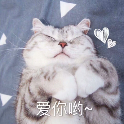 猫咪头像