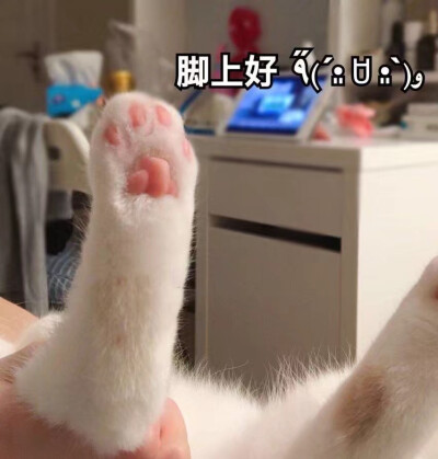 猫咪头像