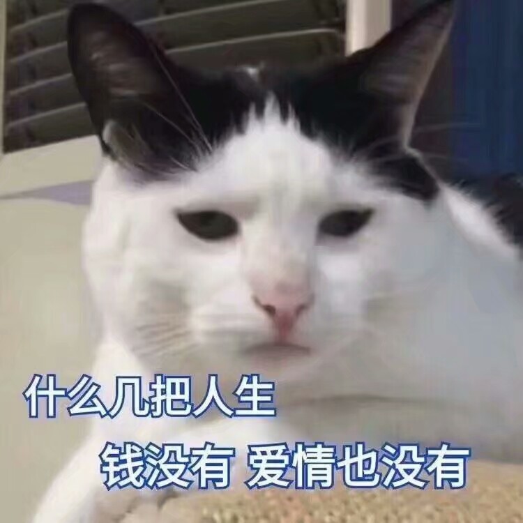 猫咪头像