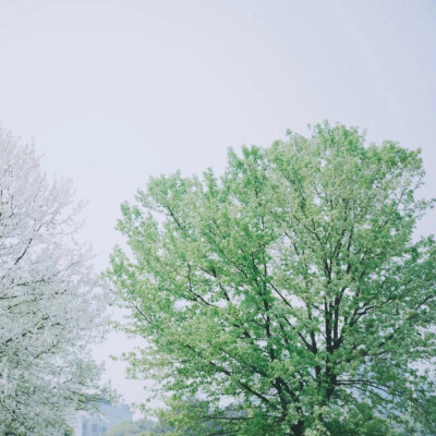风景头