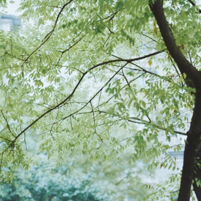 风景头