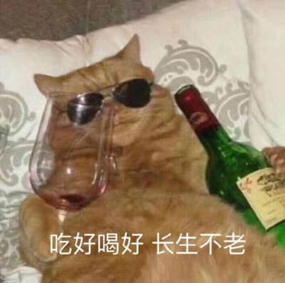 猫表情包可爱