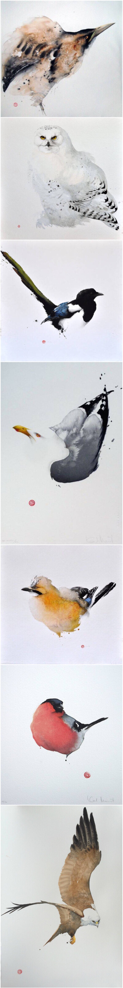 美国旧金山画家 Karl Martens （1956—）绘制的水彩鸟类绘画作品 