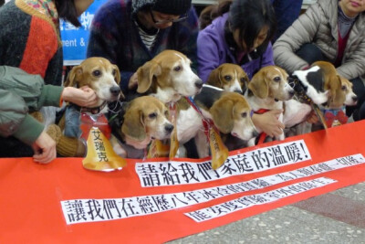 米格鲁/比格 可爱/萌 小狗 beagle