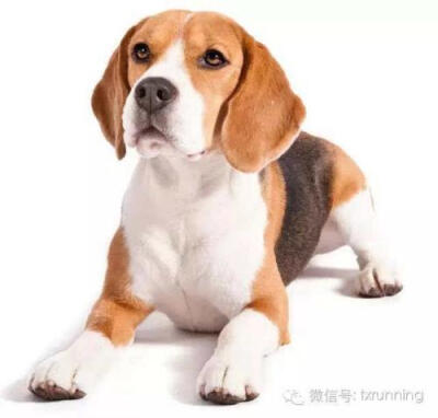 米格鲁/比格 可爱/萌 小狗 beagle